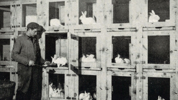 Bilde fra kaninfarmen til Hansa på Stølen (OF Halds Bryggeri) i 1942.